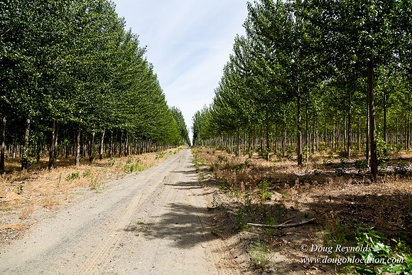 Tree Farm