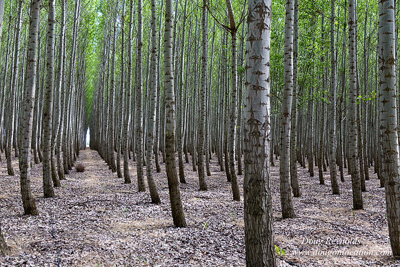 Tree Farm