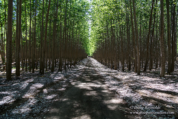 Tree Farm