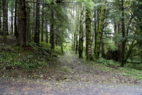 Saddle Mt Rd-0314