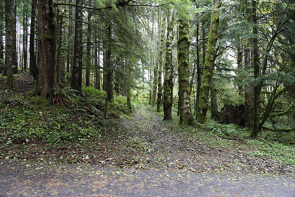 Saddle Mt Rd-0314