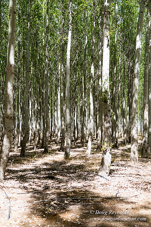Tree Farm