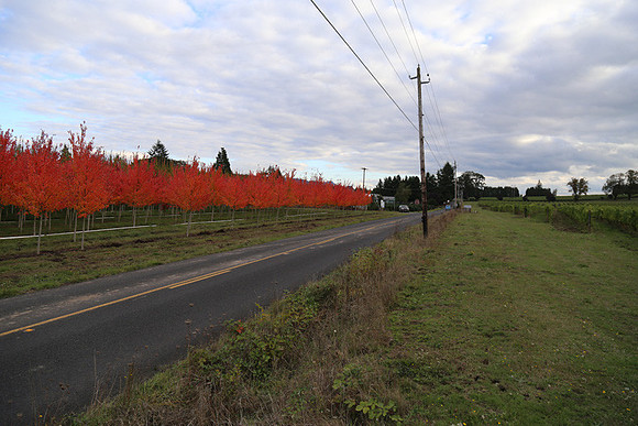 Dilly Rd-1575