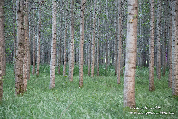 LCG & GWG Tree Farm