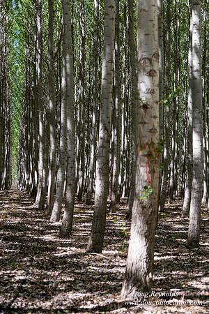 Tree Farm
