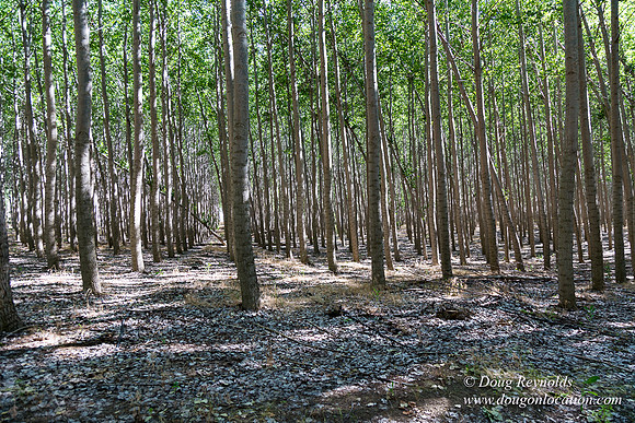 Tree Farm