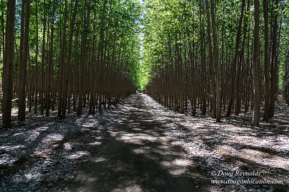 Tree Farm