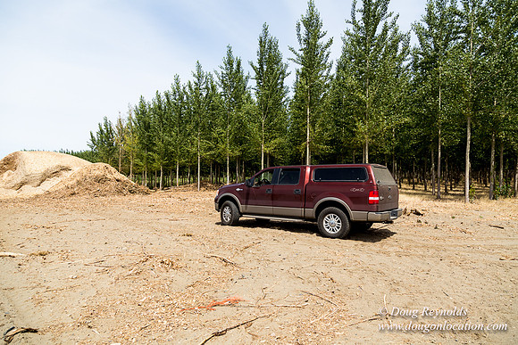 Tree Farm