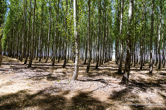 Tree Farm