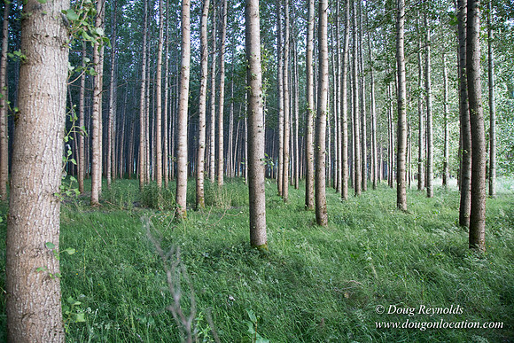 LCG & GWG Tree Farm
