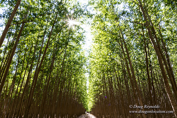 Tree Farm