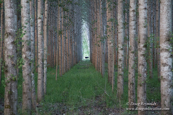 LCG & GWG Tree Farm