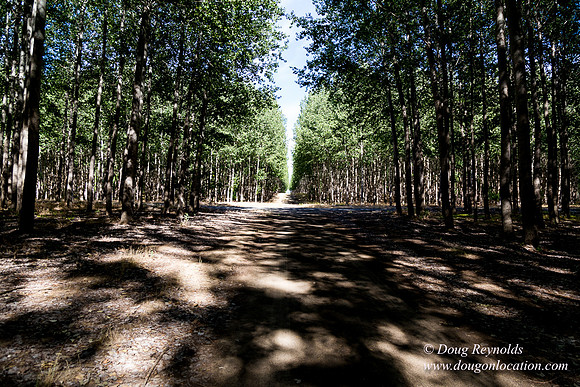 Tree Farm