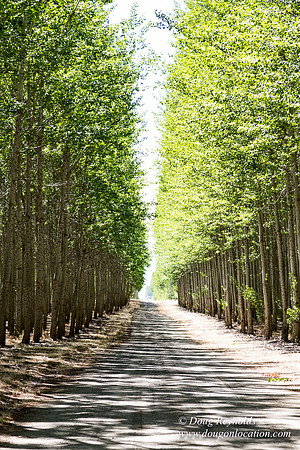 Tree Farm