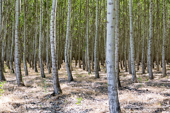 Tree Farm