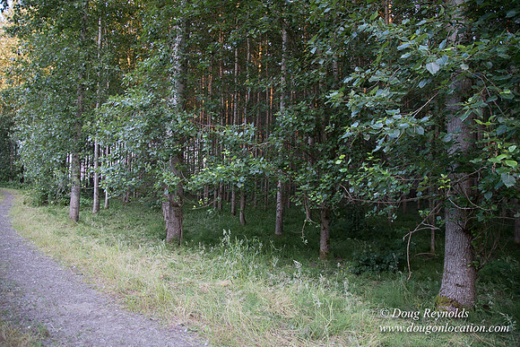 LCG & GWG Tree Farm
