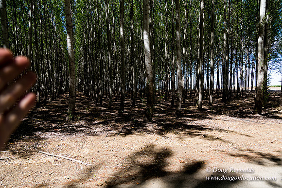 Tree Farm