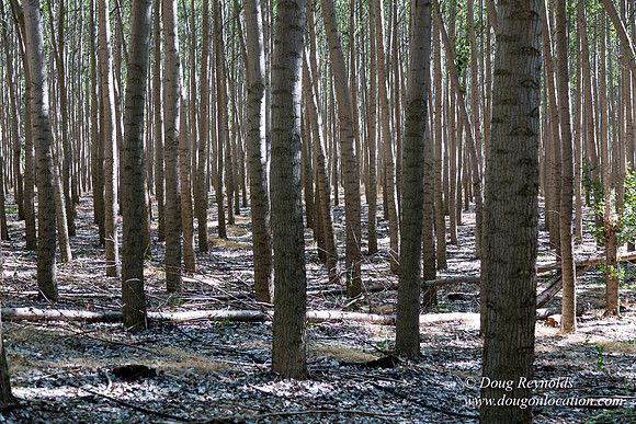 Tree Farm