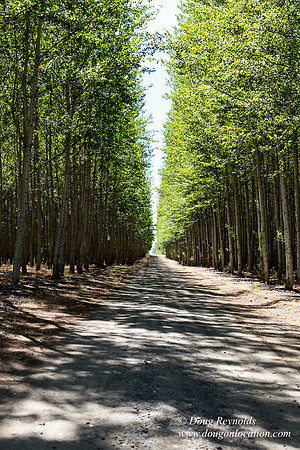 Tree Farm