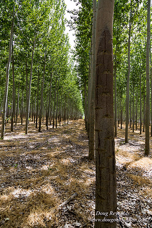 Tree Farm