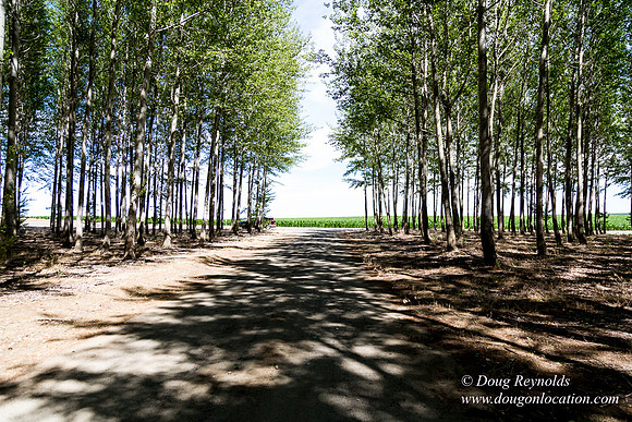 Tree Farm