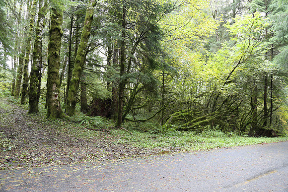 Saddle Mt Rd-0311
