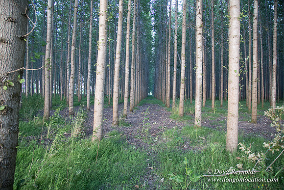 LCG & GWG Tree Farm