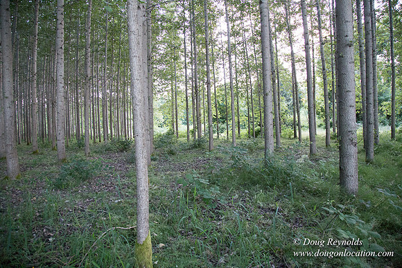 LCG & GWG Tree Farm