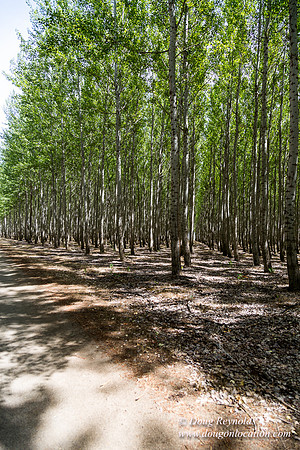 Tree Farm