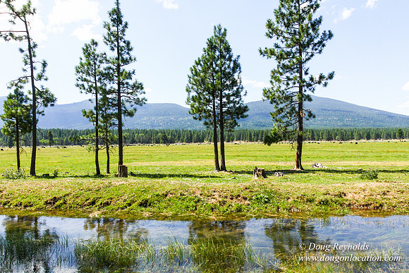Ranch 18