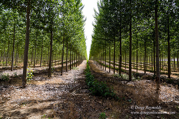Tree Farm