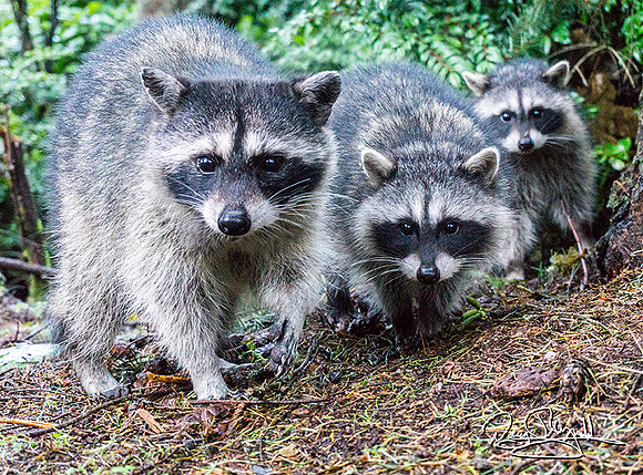 Pt D Raccoons