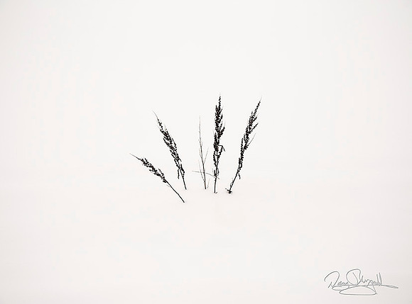 Twigs in Snow