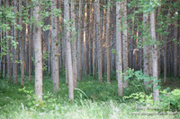 LCG & GWG Tree Farm