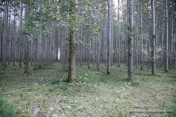 LCG & GWG Tree Farm