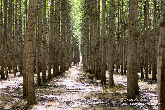 Tree Farm