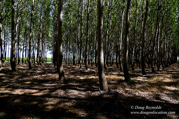 Tree Farm