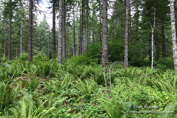 Tree & Forested locations