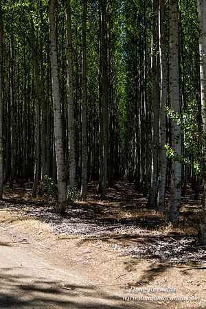 Tree Farm