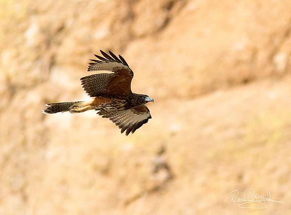 Flying Hawk