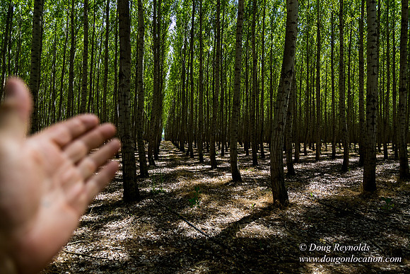 Tree Farm
