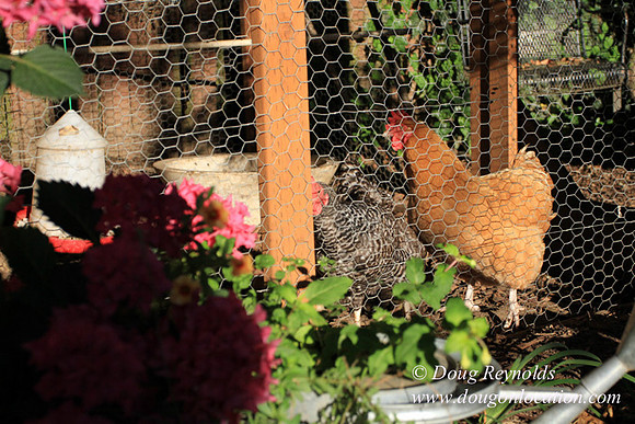Home" Bungalow, Bee's Back yard Chickens, Small,
