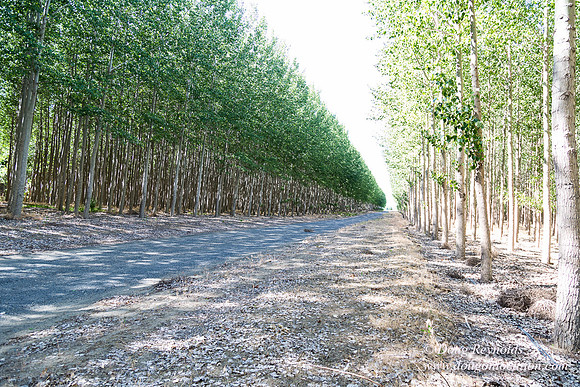 Tree Farm