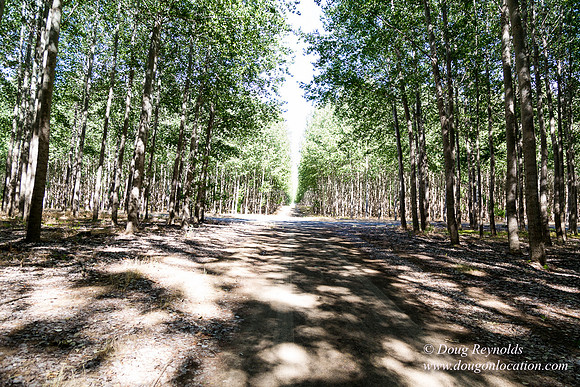 Tree Farm