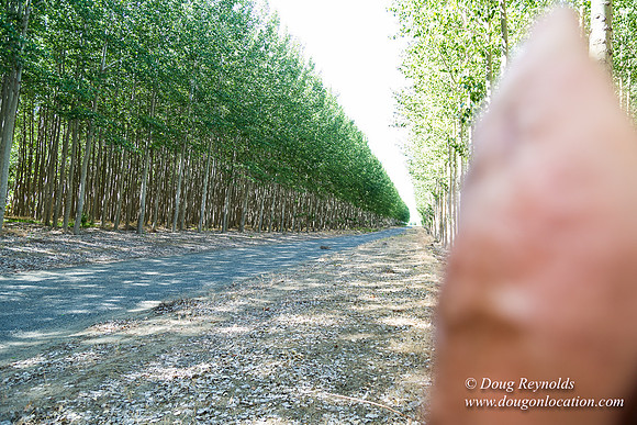 Tree Farm