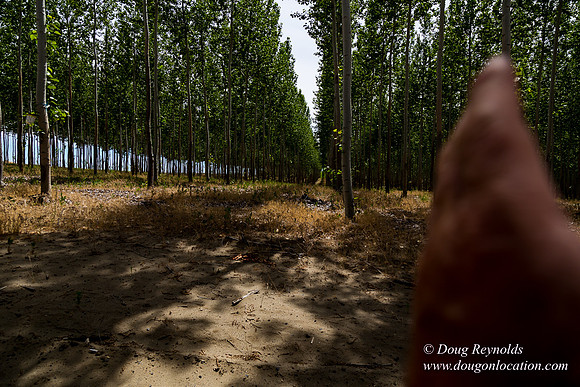 Tree Farm