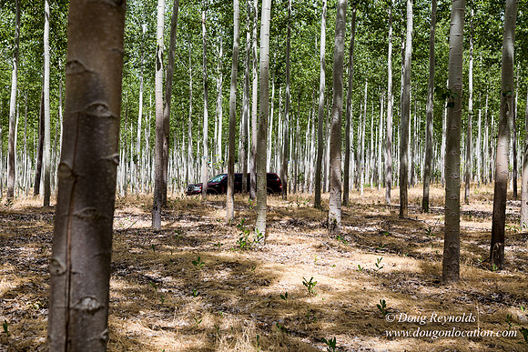 Tree Farm