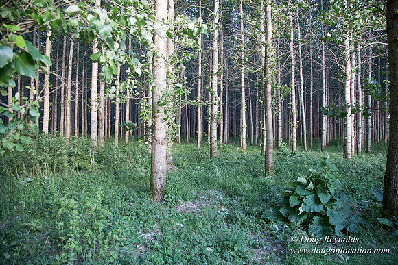 LCG & GWG Tree Farm