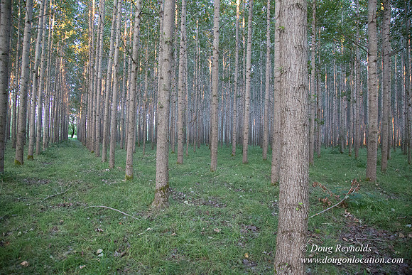 LCG & GWG Tree Farm