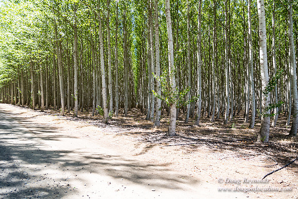 Tree Farm